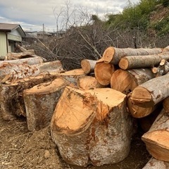 千葉県市原市　ケヤキ　伐採木材　引き取り限定 千葉県市原市 ケヤキ 伐採木材 引き取り限定