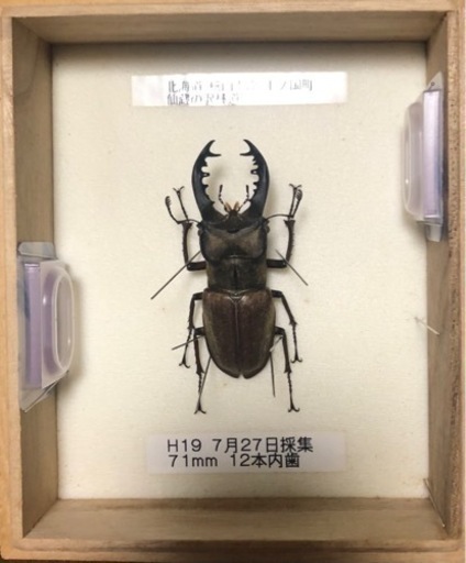 ミヤマクワガタ標本　超レア、内歯12本