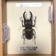 ミヤマクワガタ標本　超レア、内歯12本