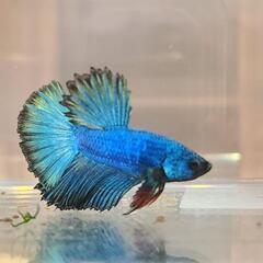 熱帯魚・自家繁殖若ベタ