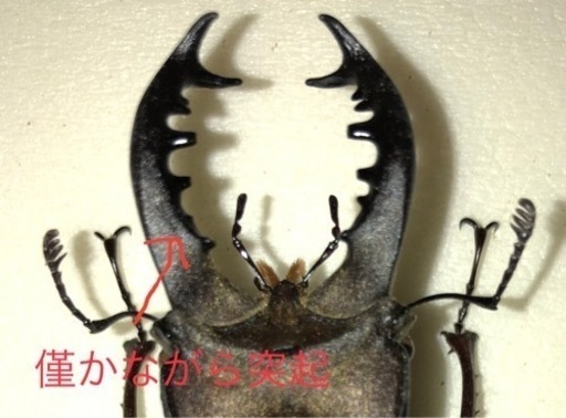 ミヤマクワガタ標本　超レア、内歯12本
