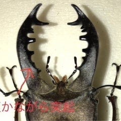 ミヤマクワガタ標本 超レア、内歯12本