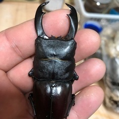 テイオウヒラタクワガタペア