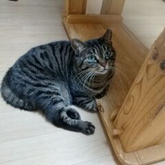 姉子肌のきじとらしょこたん✨　 - 猫