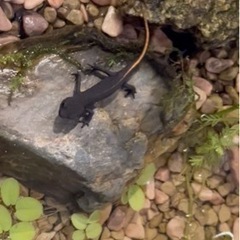 アカハライモリの赤ちゃん&メダカ５匹位をください