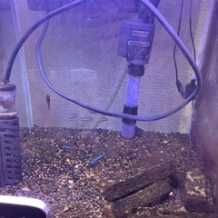 テトラ、コリドラス、アルジータあげます