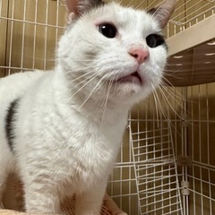推定6さい　メス（ゲージ•キャリーバック・お礼金あり）