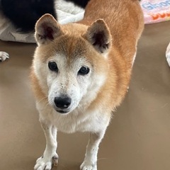 繁殖のために頑張ってきた「もみじ」。彼女の幸せを探してます。