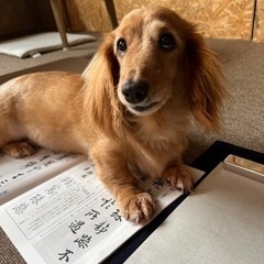 日本習字AS ONE 琉伶教室の画像