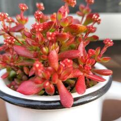 多肉植物　紅稚児