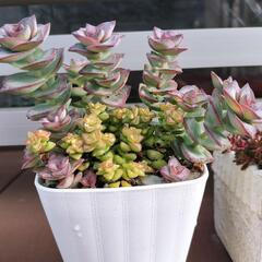 多肉植物　星セット