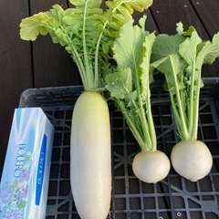 採りたて無農薬野菜　大根1本　かぶ2玉
