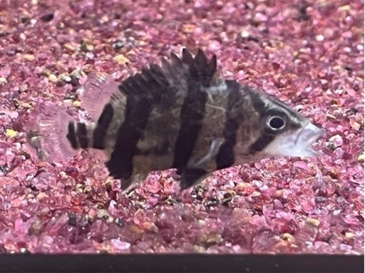 ダトニオ　リアルバンド、プラスワン 3匹セット！！　＊引取り限定