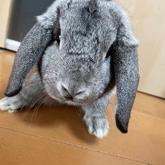 男の子のうさぎです