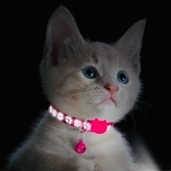 猫ちゃんの光る首輪・一個・800円〜・🌸SAKURA