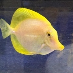 キイロハギ、スターポリプ 、カクレクマノミの画像