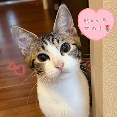 ✩譲渡決定✩🙇‍♀️甘えたな女の子💕【アメショ風】【キジ白】