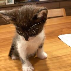 1ヶ月白黒子猫 - 里親募集