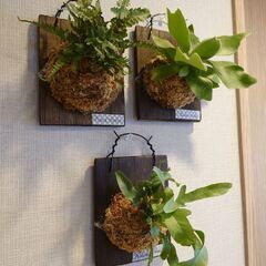 【お取引中】シダ植物 板付け3点セット「ビカクシダ＆プテリス＆フ...