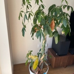 【今日限定】パキラ 観葉植物 ガーデニング