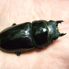 福岡県産オオクワガタ ♀49.6ミリの画像