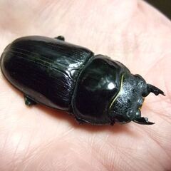 福岡県産オオクワガタ ♀49.6ミリの画像