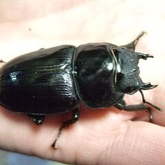 福岡県産オオクワガタ ♀51.3ミリの画像