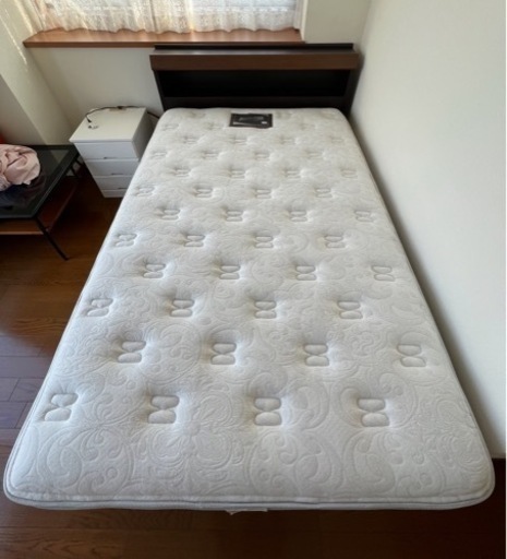 トリコディアデマデンサム 紫晃星 加藤裕章