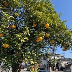 【評価300記念】 日向夏🍊もぎたてキロ350円で🌱実は付いた状...
