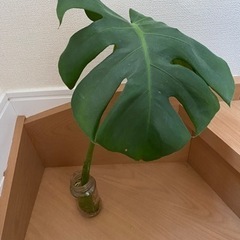 値下げしました！ モンステラ1