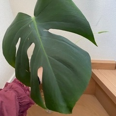 値下げしました！モンステラ2