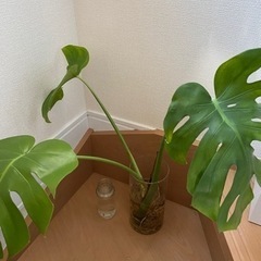 値下げしました！モンステラ3