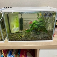 水槽セット　(お魚プラティ付き)