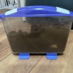 カブトムシ　幼虫　1匹入り