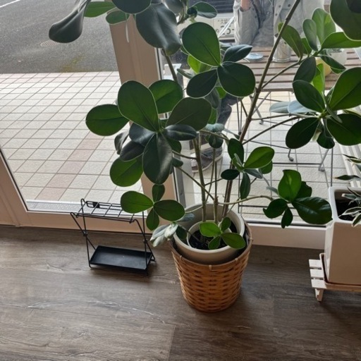 観葉植物　大きめ ゴムの木 花咲ます