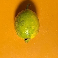 柑橘　接木、挿し木　穂木