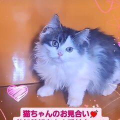 3/3(日)譲渡会♪9月生ラガマフィン♀ブラウンタビー＆ホワイト (⋈◍＞◡＜◍)。✧♡  - 大田区