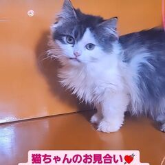 3/3(日)譲渡会♪9月生ラガマフィン♀ブラウンタビー＆ホワイト (⋈◍＞◡＜◍)。✧♡  - 猫