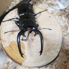 インターメディアツヤクワガタ♂単品の画像