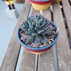 (お話し中)多肉植物　ダークエルフの画像
