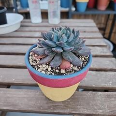 (お話し中)多肉植物　ダークエルフの画像