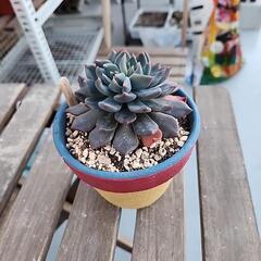 (お話し中)多肉植物　ダークエルフの画像