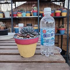 (お話し中)多肉植物　ダークエルフの画像