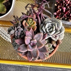 多肉寄せ植え