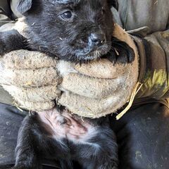 ★里親様決定★【クロ】推定1月20日生／野犬の保護子犬・6頭兄弟