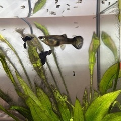 グッピー　フルブラック稚魚10匹+2匹！の画像