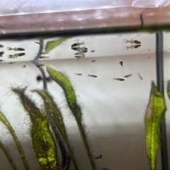 グッピー　フルブラック稚魚10匹+2匹！