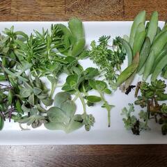 多肉植物(寄せ植え用)