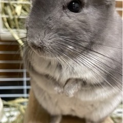 チンチラ 里親募集