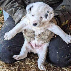 ☆里親決定☆【シシ】推定1月20日生／標津町の保護犬／中型犬の子犬